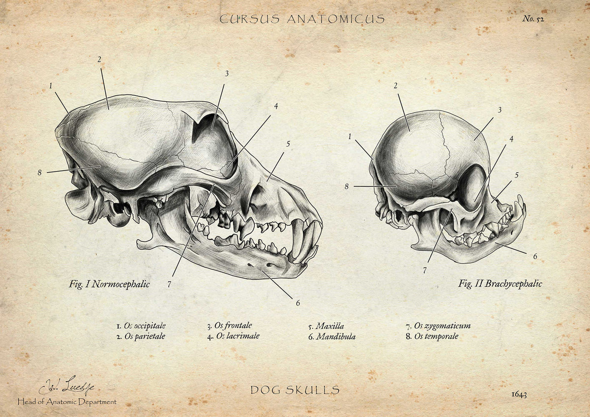 Anatomie Poster vom HundeSkelett Cursus Anatomicus