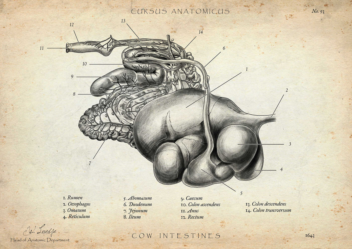 Anatomie Poster vom HundeSkelett Cursus Anatomicus