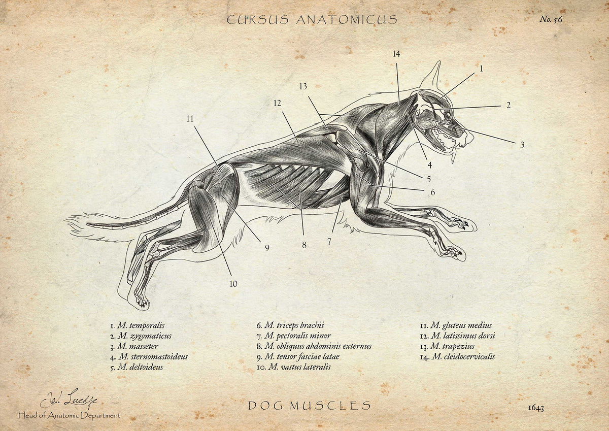 Anatomie Poster vom HundeSkelett Cursus Anatomicus