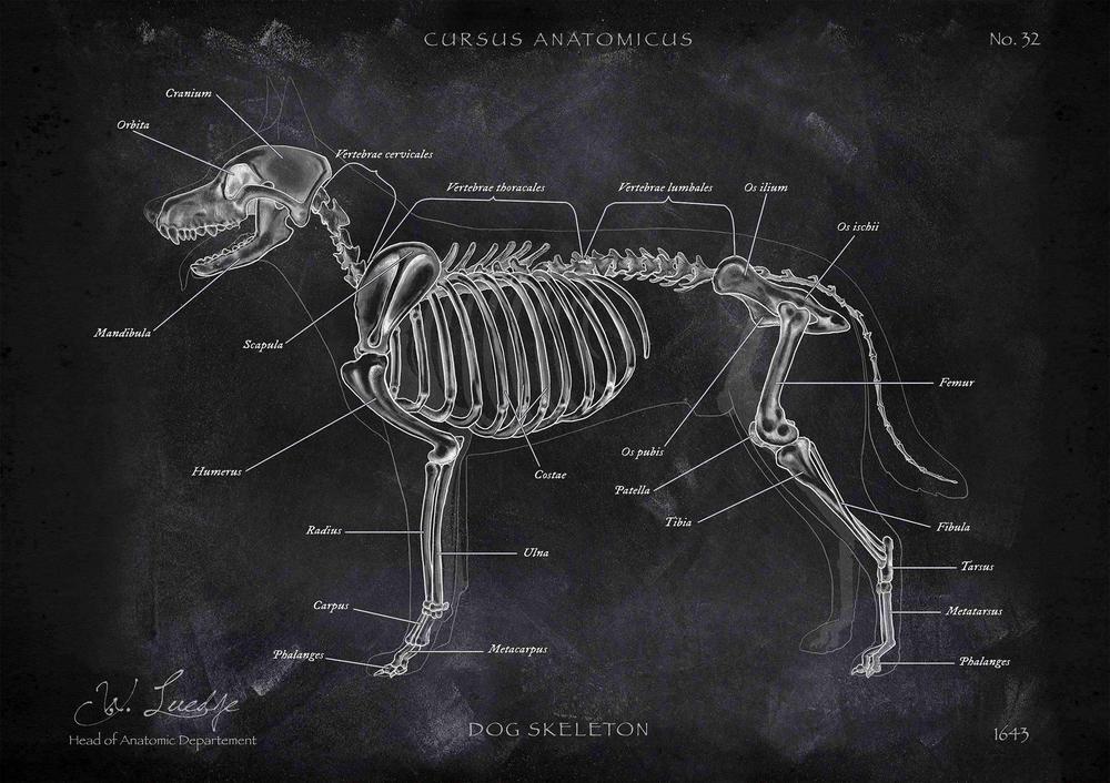 Anatomie Poster vom HundeSkelett in Chalk Cursus Anatomicus