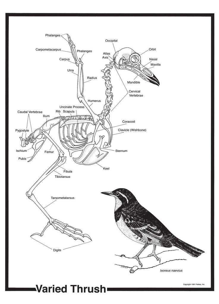 Bird Skeleton Poster