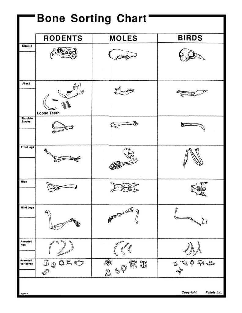 Bone Sorting Chart Poster | Bone Identification Chart for Owl Pellets