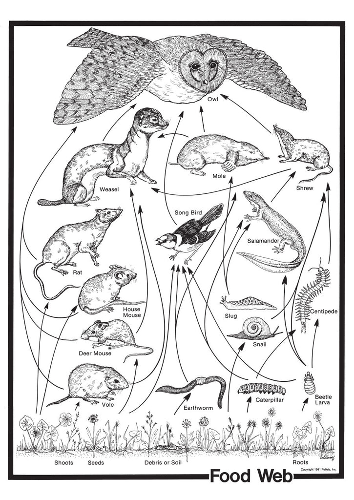 Food Web Poster | Food Chain Poster for Teaching | Owl Food Chain Poster