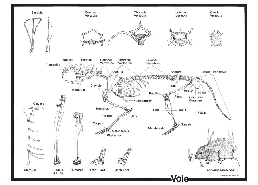 Vole Skeleton Cards | Vole Skeleton Charts for Classrooms