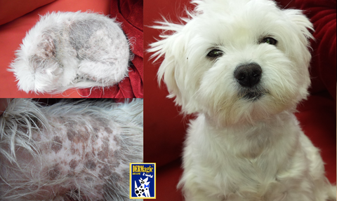 Boof the white maltese terrier before and after skin disease and hair loss