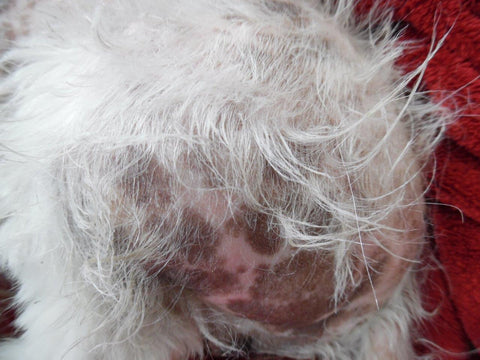 White maltese terrier with hair loss