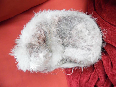 Maltese terrier with severe skin disease