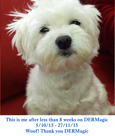 Boof the white maltese terrier beats hair loss and skin disease using natural pet products