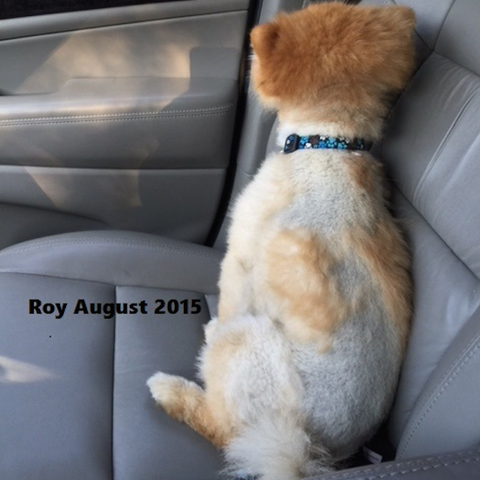Roy Boy the Pom loses hair after being shaved too closely
