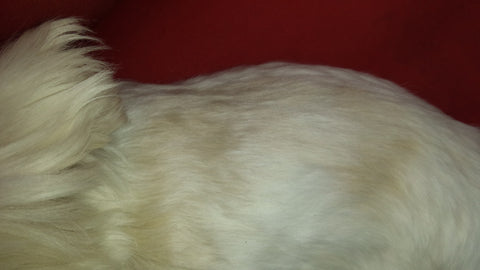 Hair grows back in maltese terrier, naturally