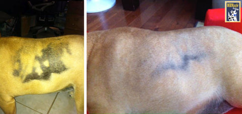 Dog recovers from black skin disease in just one 1 month