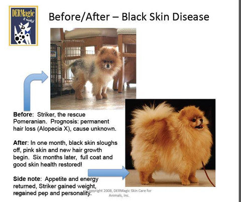 Before and After Black Skin Disease Striker the Pomeranian recovers
