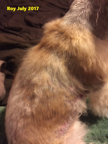 Roy Boy the Pomeranian results with DERMagic for treating Black Skin Disease