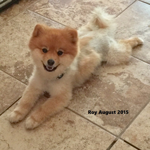 Roy Boy the Pomeranian dog shaved causes hair loss and dark skin