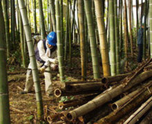 竹の伐採作業