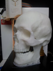 3D Printer Skull from High resolution 3d scan