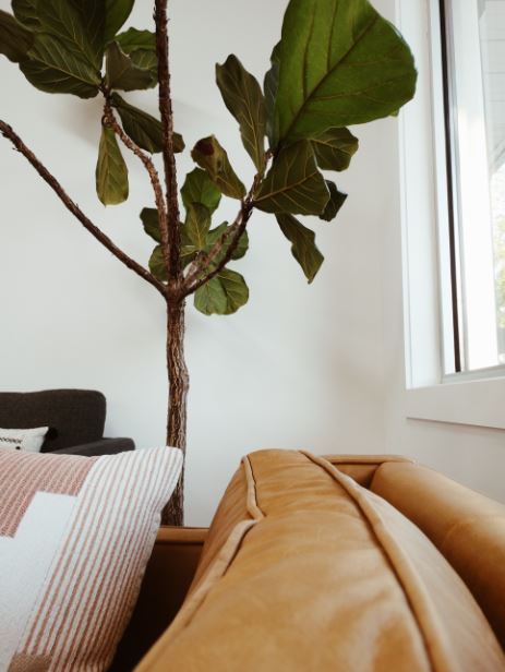 Fiddle Leaf Fig