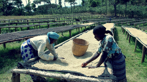 Horsham Coffee Roaster - Rwanda Gishamwana Island alternate image 1