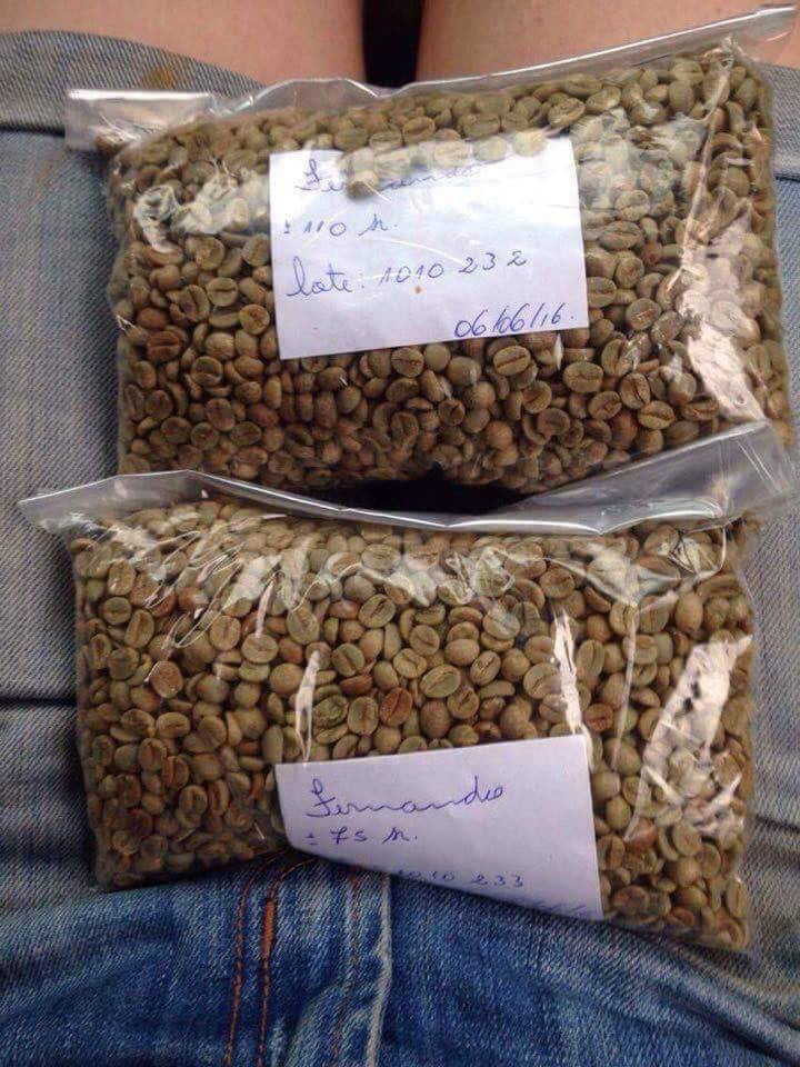 Green coffee samples