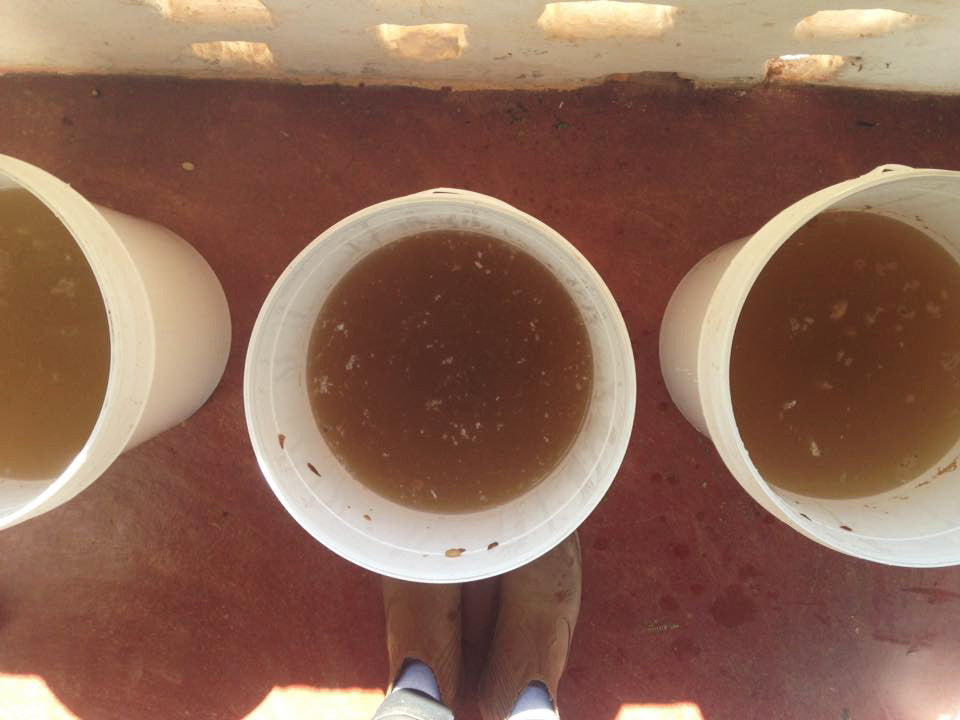 fermentation testing with sugar cane juice. 
