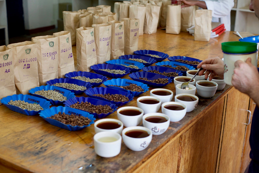 Cupping of roasted coffee samples.