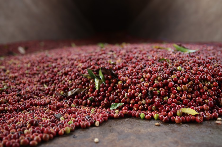 Processing Coffee Cherries in Uraga