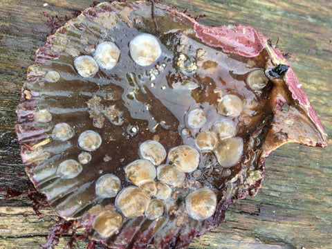 Cornish Native Oyster spat on Queen Scallop Shell - CJ Ranger
