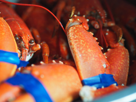Ostraca - Lobster on the menu!