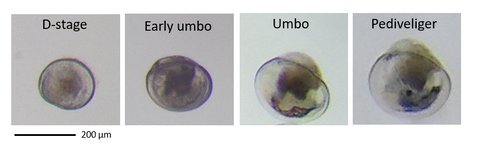 Native Oyster Larvae Stages - Copyright: Rodriguez-Perez, A., Sanderson, W. G., Møller, L. F., Henry, T. B. &  James, M. (2020). Return to sender: the influence of larval behaviour on the distribution and settlement of the European oyster Ostrea edulis. (Manuscript submitted for publication.)