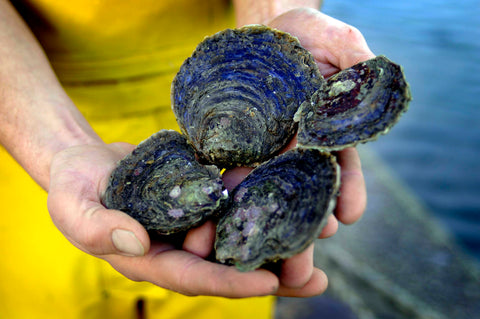 Cornish Native Oysters - Copyright Mike Thomas