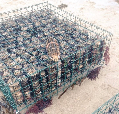 Jersey Sea Farms Ltd - Native Oyster Microreef