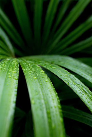 pluie tropic humidité