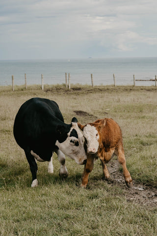 vache industrie du cuir