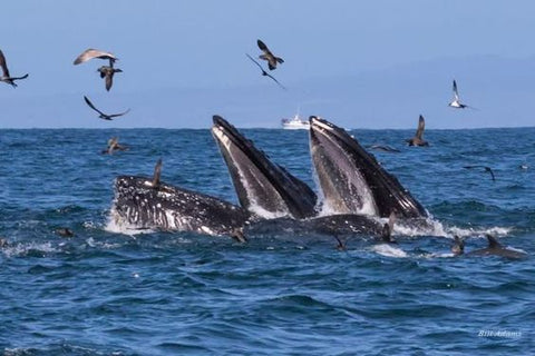 Whale migration watching