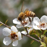 Bee Foraging on Manuka Flower