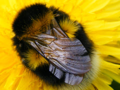 Bee sleeping on flower