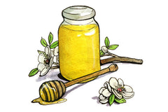 Manuka honey and Manuka flowers illustration