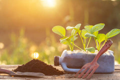 Plant, dirt, sunlight