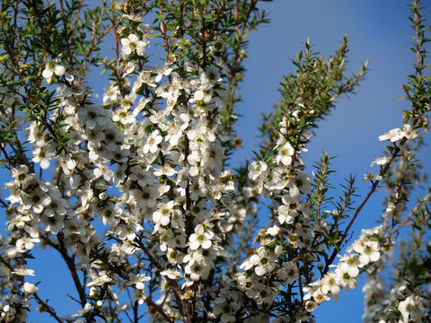 Flowering Manuka tree branches