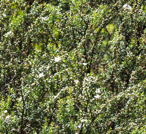 Flowering Manuka Tree