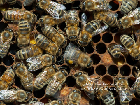 Bees on honeycomb