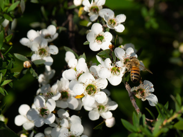 How Manuka Honey Is Made