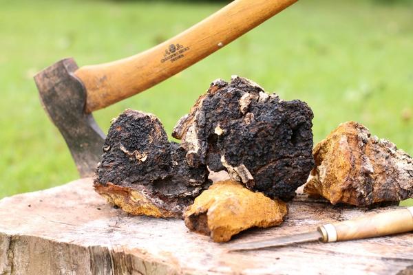 benefits of chaga mushroom side effects  