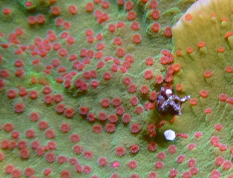 Strawberry Patch Montipora