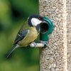 Sunflower Hearts for Small Wild Birds