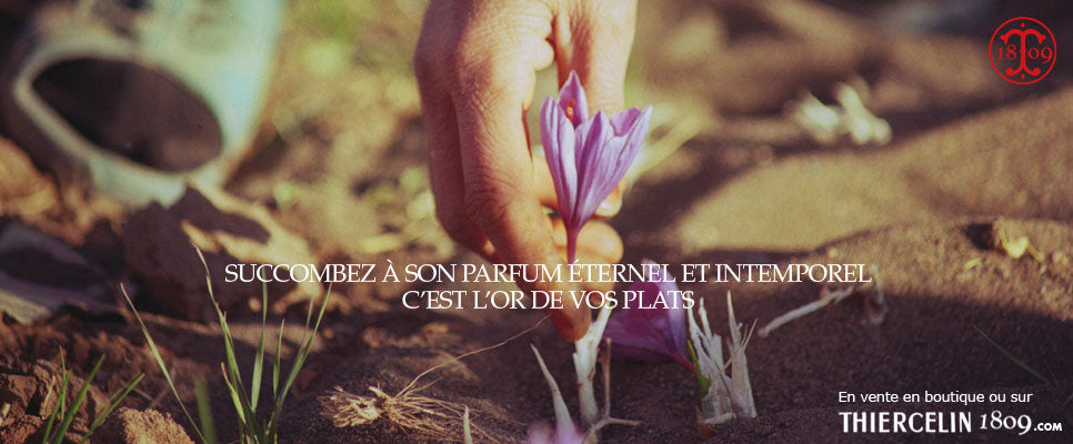 Fleurs de safran pendant la cueillette - récolté main crocus sativus