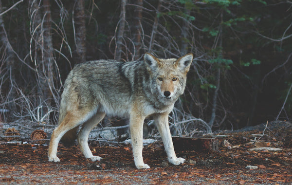 It's the wolves again. They're circling the house.