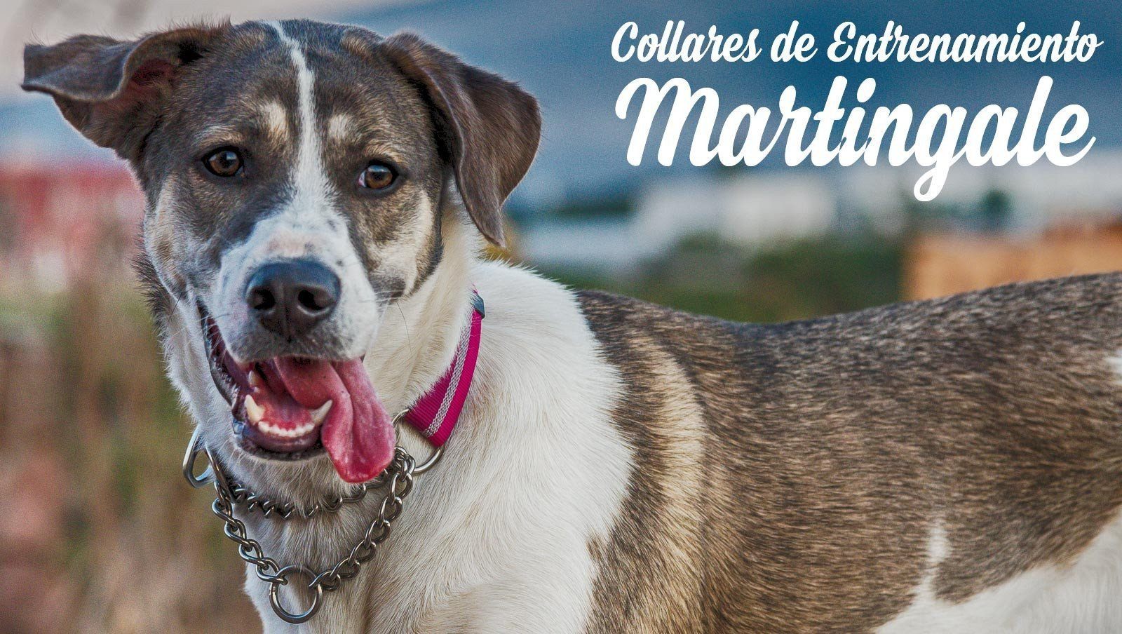 COLLARES DE CASTIGO PARA PERRO & MARTINGALE