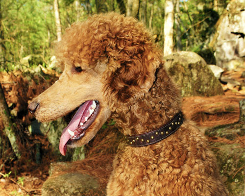 poodle studded collar