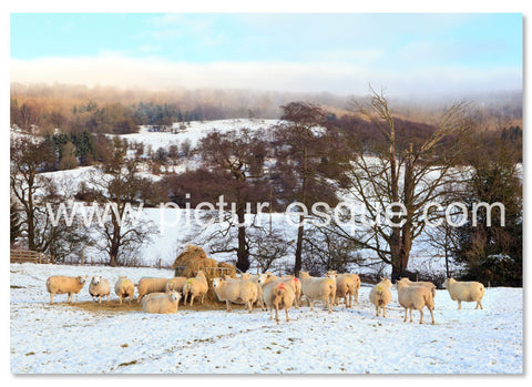 Herd of sheep in the snow luxury Christmas card